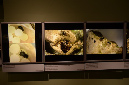Wasp_exhibition__DSC3459